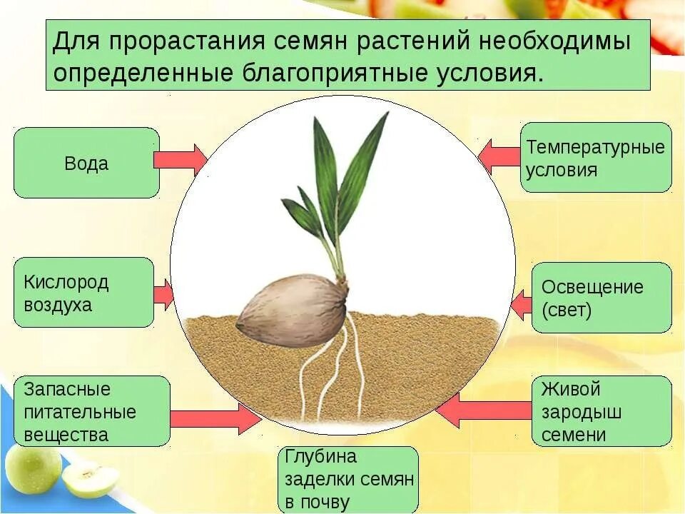 В чем заключается размножение в жизни растения. Условия необходимые для прорастания семян. Условия прорастания семян таблица. Факторы необходимые для прорастания семян. Условия прорастания сем.