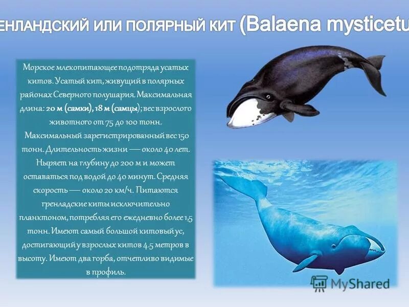 Где живет кит 1 класс рабочая. Арктический Усатый кит. Какие киты обитают в Северном Ледовитом океане. Вес взрослого Усатого кита. Ледовитый океан обитания китов.