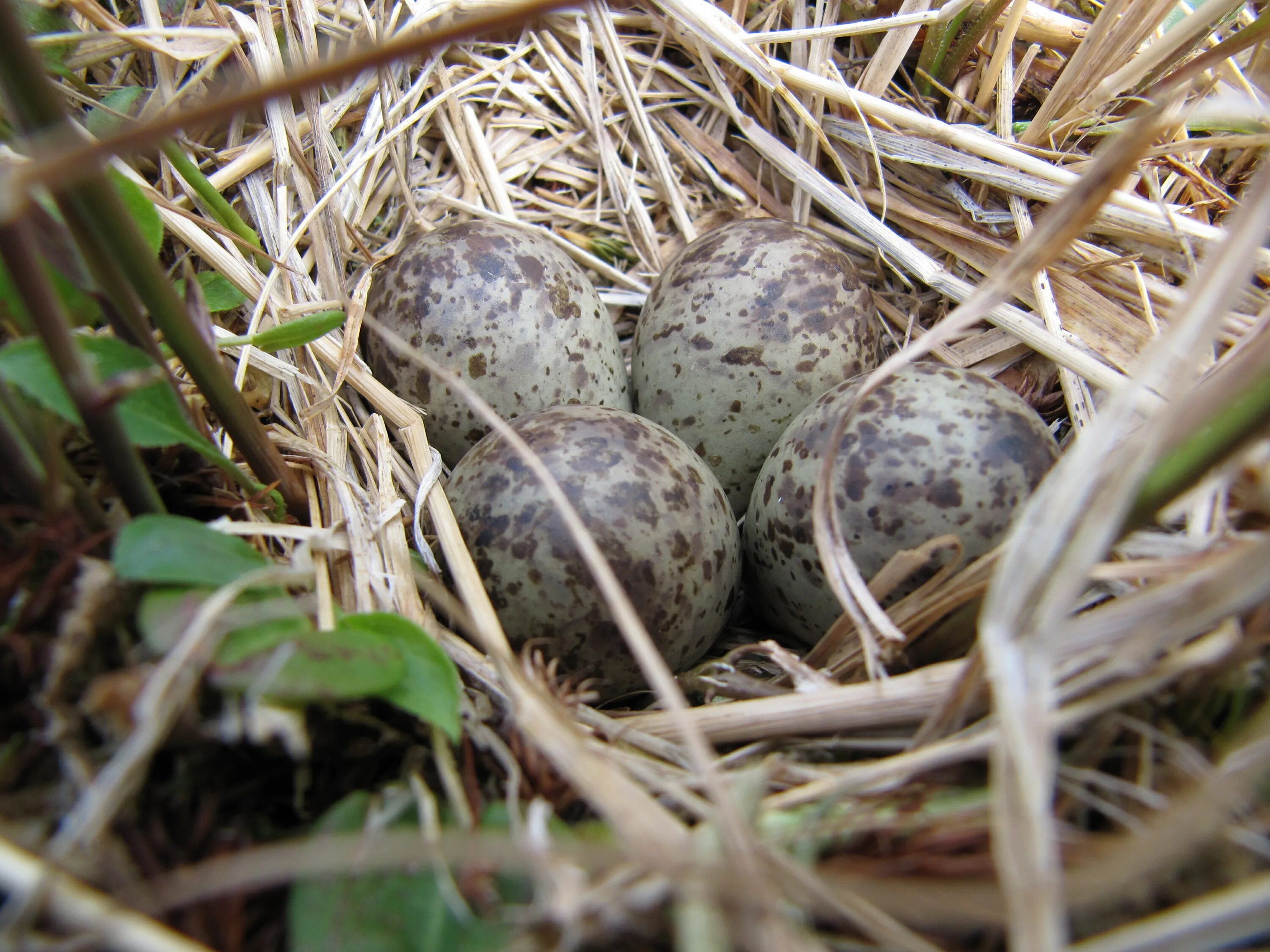 Гнездо белохвостого песочника. Яйца птиц. Яйца птиц Беларуси. 4 Яйца в гнезде.