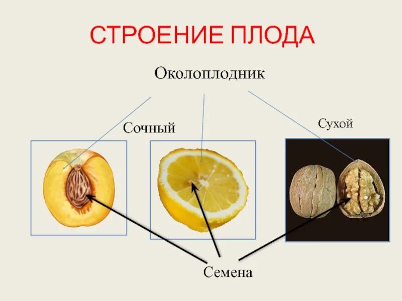 Строение плода 6 класс биология. Околоплодник плод биология. Плод околоплодник и семена. Строение плодов 6 класс биология. Слой околоплодника