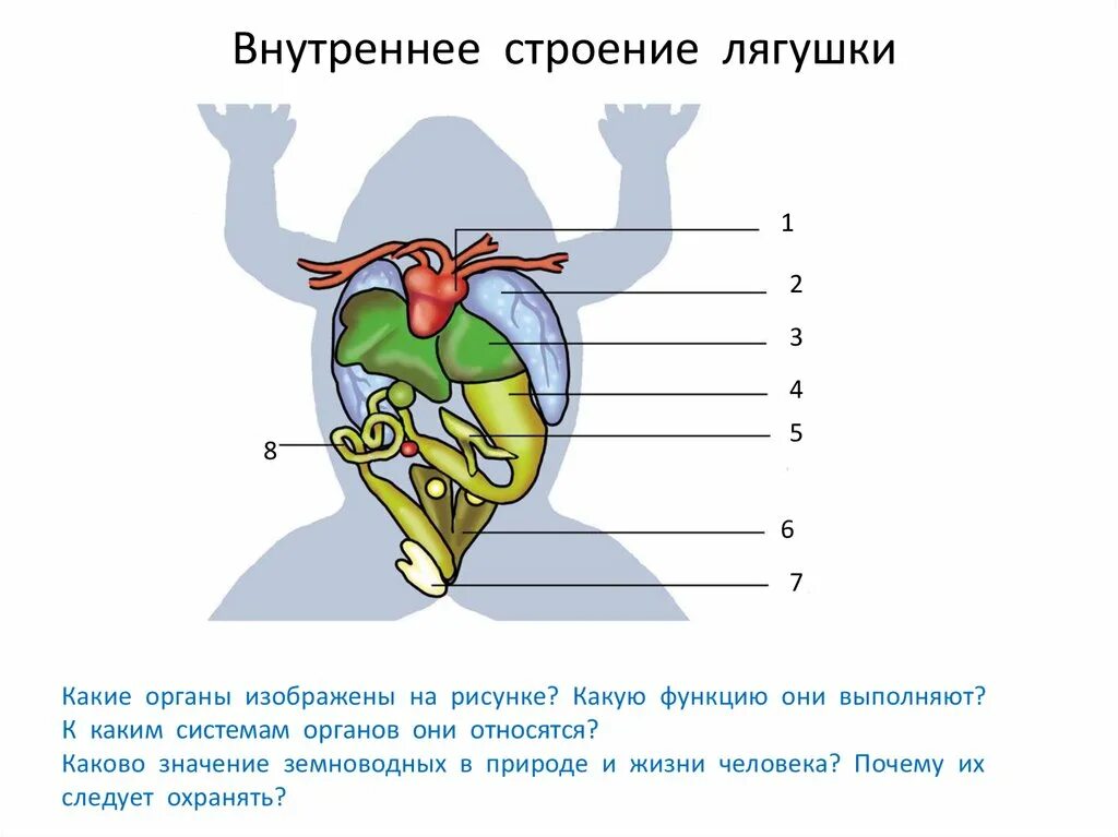 Про внутреннее строение. Строение внутренних органов лягушки. Внутреннее строение лягушки. Класс земноводные внутреннее строение лягушки. Внутреннее строение лягушки рисунок.