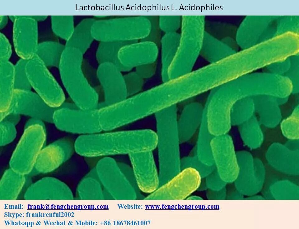 Палочка бифидобактерии. Лактобациллы ацидофильные живые. Молочнокислые бактерии лактобациллы. Молочнокислая ацидофильная палочка. Лактобактерии Acidophilus.