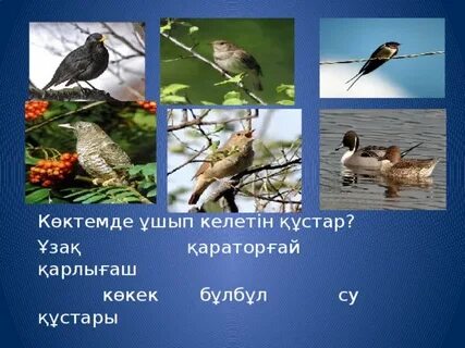 Шашты жетілген шлюздер