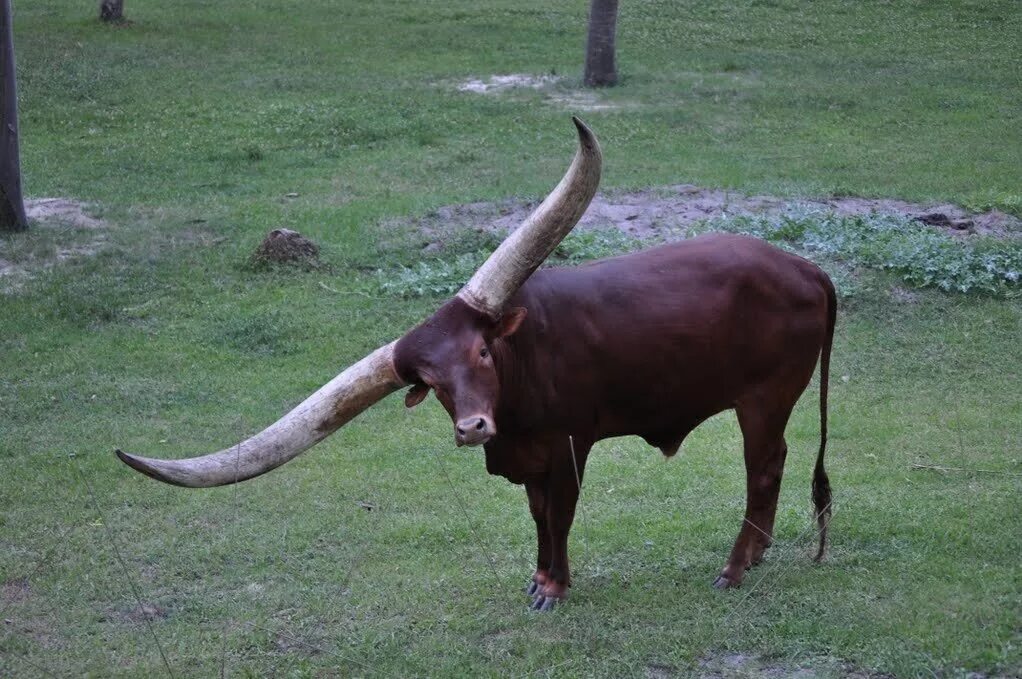 Дикий бык 5. Ватусси дикий бык. Африканский бык ватусси. Корова ватусси. Быков ватусси.