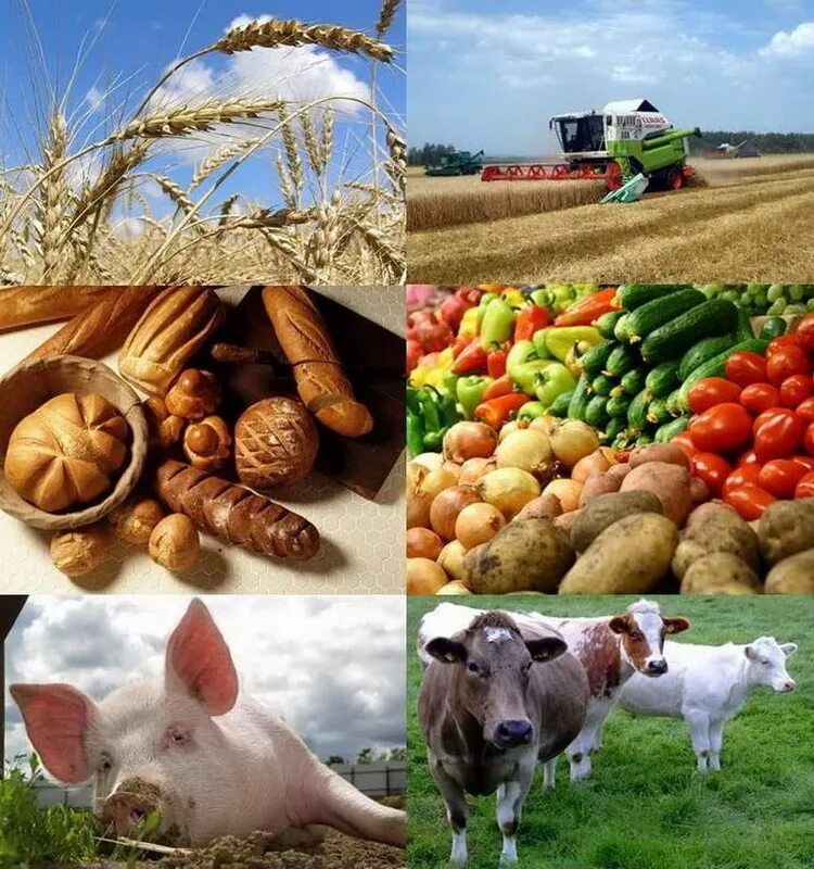 Сельское хозяйство растениеводство. Агропром агропромышленный комплекс. Сельское хозяйство коллаж. Агропромышленный комплекс. Переработка зерна.