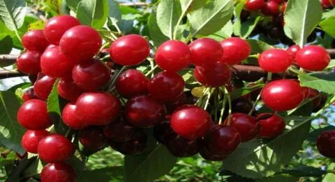 Самоплодные сорта вишни для подмосковья