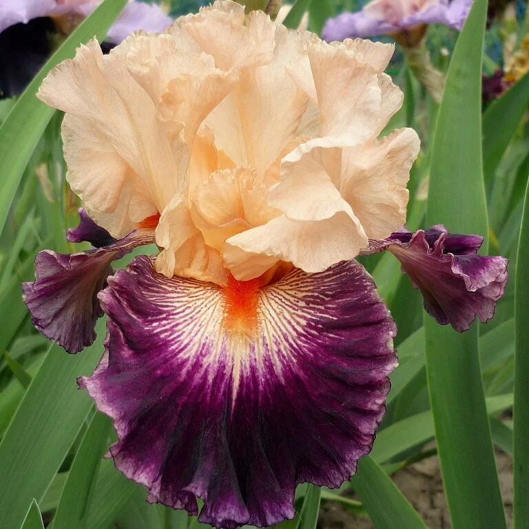 Ирис м5д хед. Ирис ирисыч. Ирис ирисыч. Семейство ирисовые. Ирис бородатый бродвей стар.