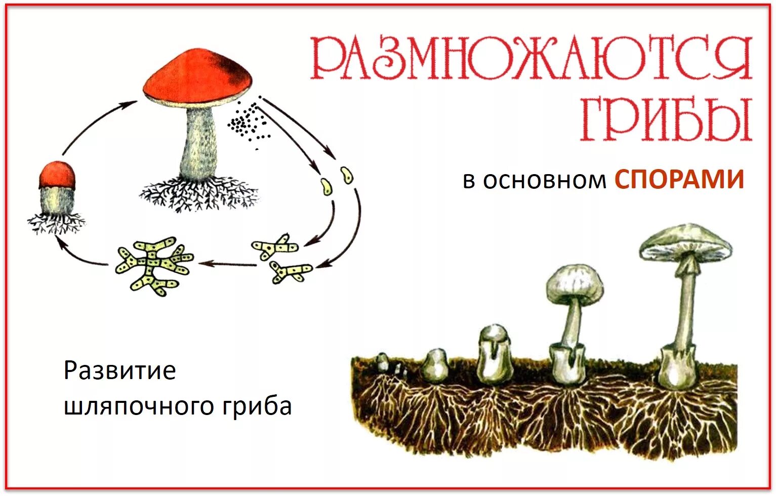 Прорастающие споры гриба. Размножение шляпочного гриба схема. Размножение шляпочных грибов схема. Размножение грибов грибницей. Размножение спорами грибы.