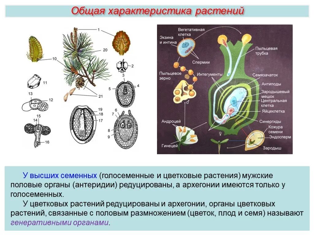 Ядро вегетативной клетки. Вегетативная клетка растений. Вегетативная клетка пыльцевого зерна набор. Строение пыльцевого зерна покрытосеменных. Генеративные и вегетативные клетки растений.