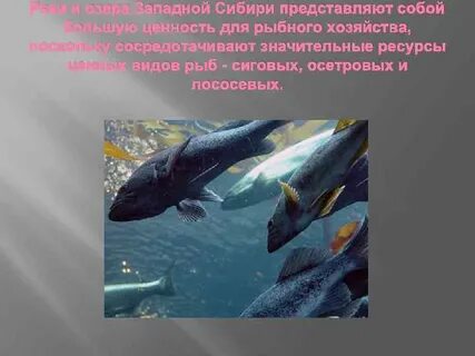 Рыбные ресурсы основные районы распространения