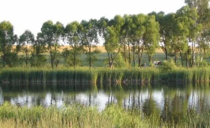 Пруды в верхней хаве. Коммуна пруд. Пруд заросший парижская коммуна. Коммуна пруд. Парижская коммуна воронежская область пруд.