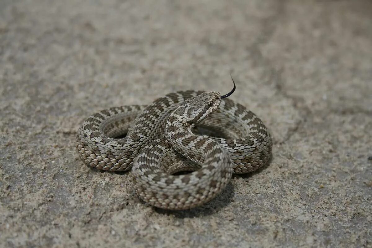 Песчаная сестрица гадюки. Степная гадюка (Vipera Renardi). Степная гадюка (Vipera ursinii). Восточная Степная гадюка (Vipera (Pelias) Renardi). Степная гадюка (Vipera Ursini Bonaparte).