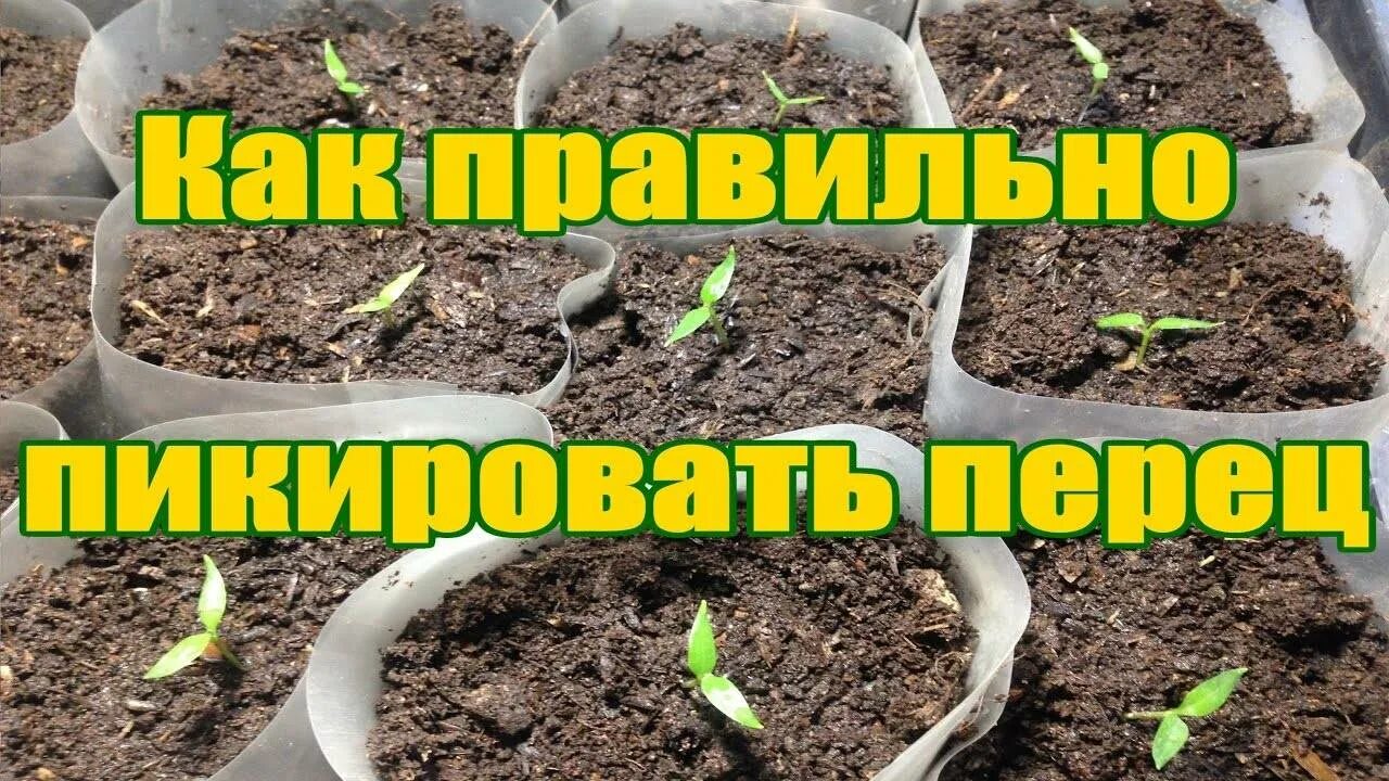 Пикировка перца на рассаду как правильно. Пикировка рассады томатов. пикировка перца на рассаду. во что пикировать рассаду перца. пикирование рассады перца.