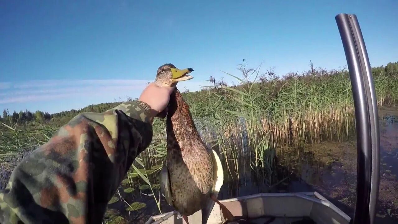 охота на волков волгоградская в волгоградской области. охота на копытных в волгоградской области. охота на утку в волгоградской области. охота на гуся в воскресенске 2023. охота летом в волгоградской области.