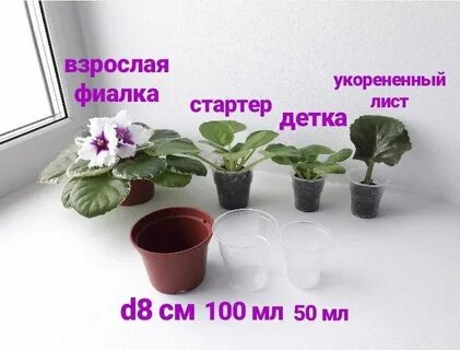 Нужно фиалка