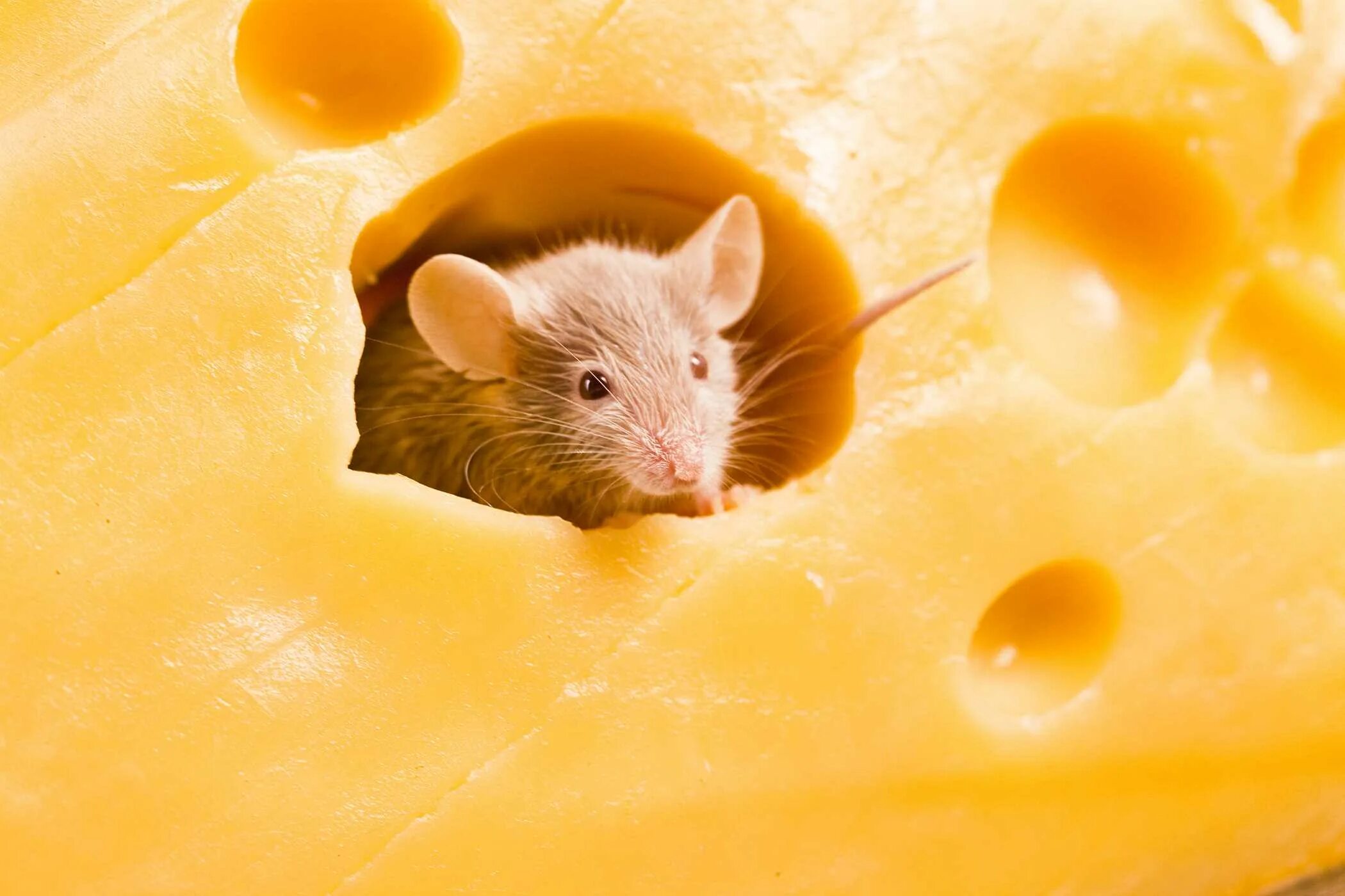 Мышь+сыр. Мышь с сыром. Маша сыр. Мышонок на сыре. Про мышей и сыр
