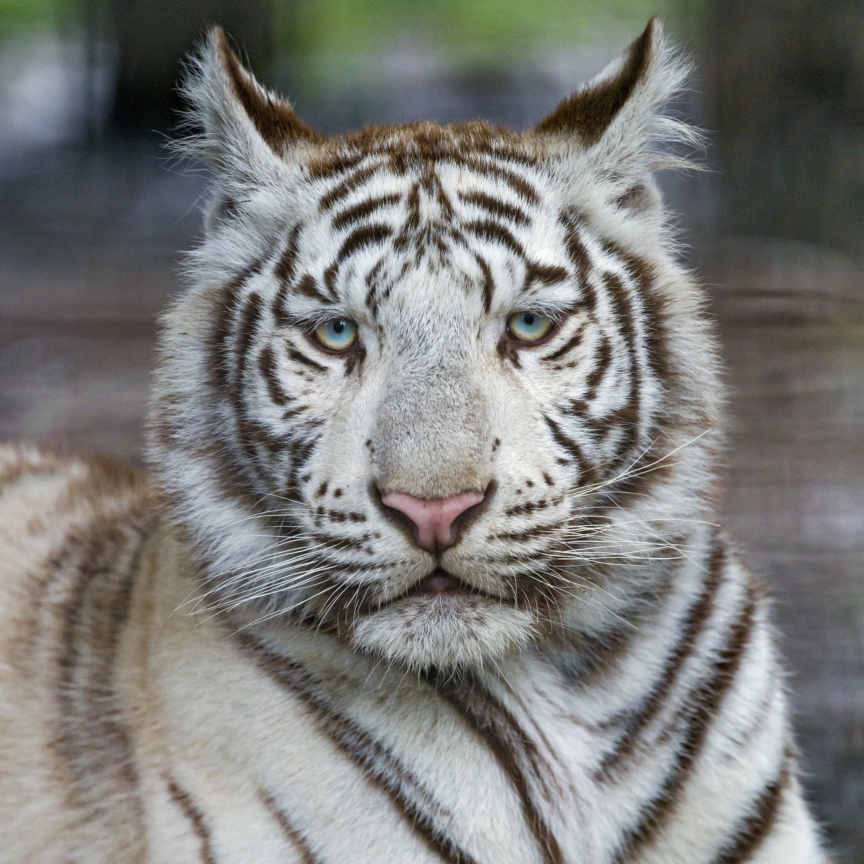 Какой тигр белый. Амурский тигр альбинос. Бенгальский тигр альбинос. Белый тигр альбинос. Уссурийский тигр альбинос.