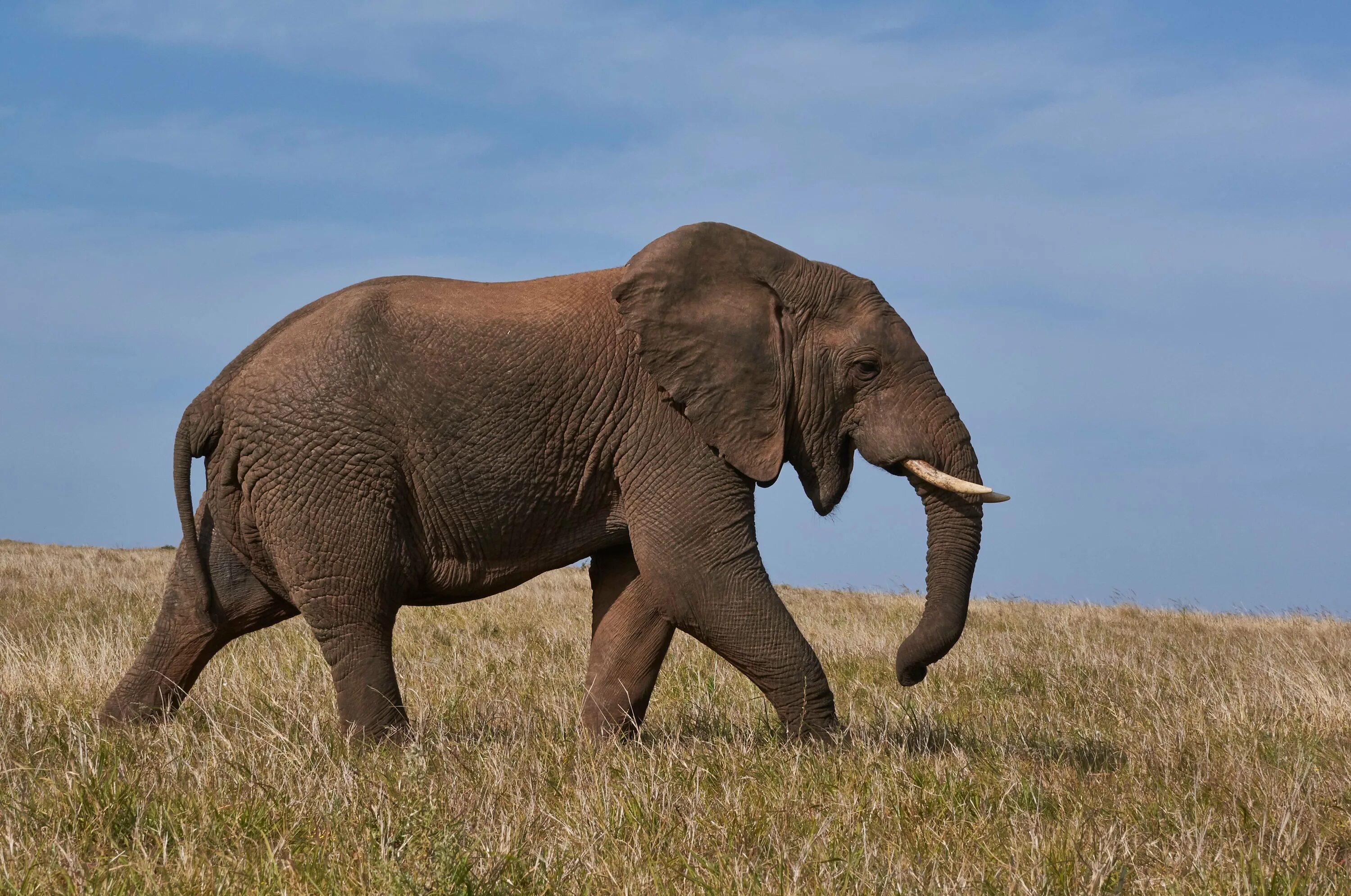 Слон. Слоны нежные гиганты. Банановый слон. Белый слон.