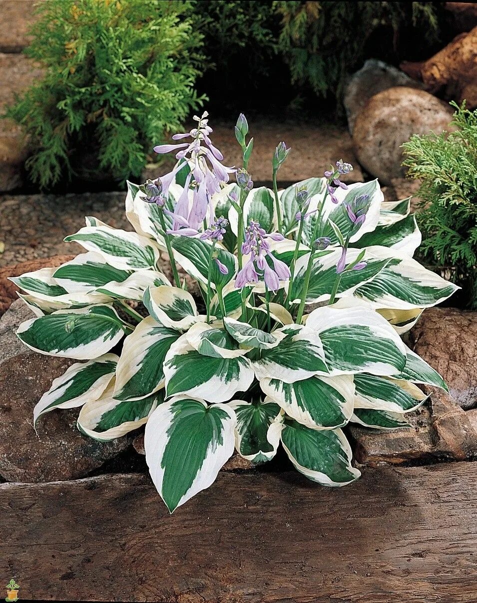 4 хоста. Хоста форчуна патриот. хоста гибридная &#039;patriot&#039;. хоста гибридная hosta hybrida &quot;patriot&quot;,. хоста ‘patriot’ (hosta ‘patriot’).