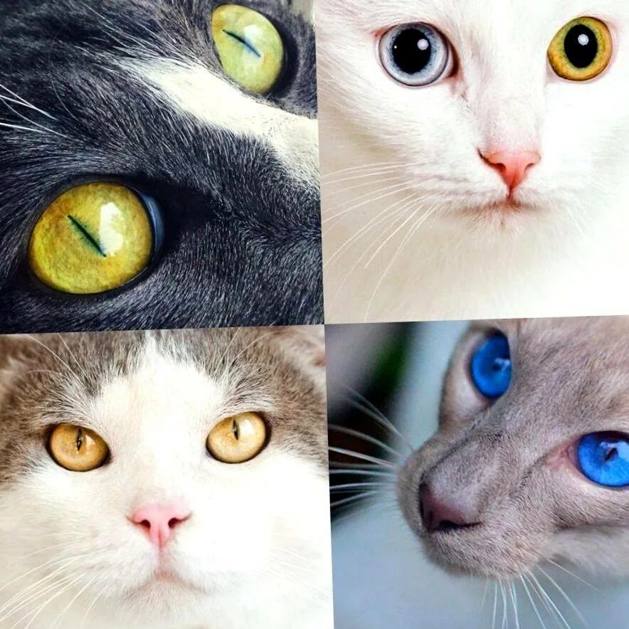 Глазки бывают. Гетерохромия у котов. Глаза кошки. Цвет глаз у кошек. Расцветки кошек.