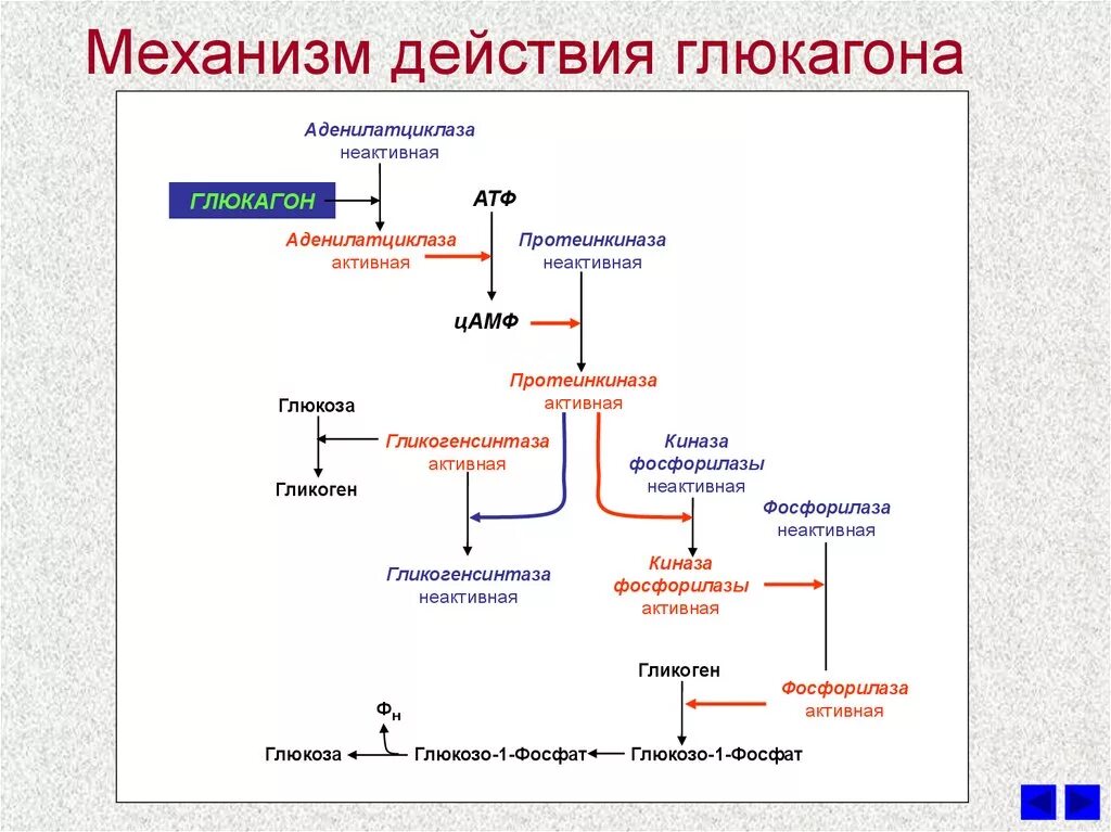 Печень какие гормоны. Механизм действия глюкагона схема. Схема механизма действия инсулина и глюкагона. Механизм действия инсулина биохимия схема. Регуляция гормонов щитовидной железы схема.