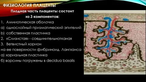 Плацента характерна
