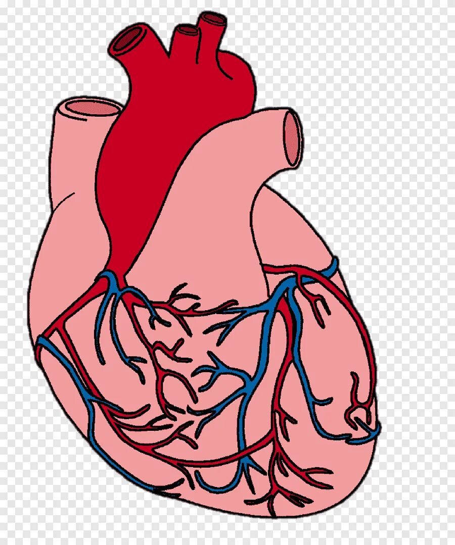 Орган сердце человека рисунок. Изображение сердца человека.