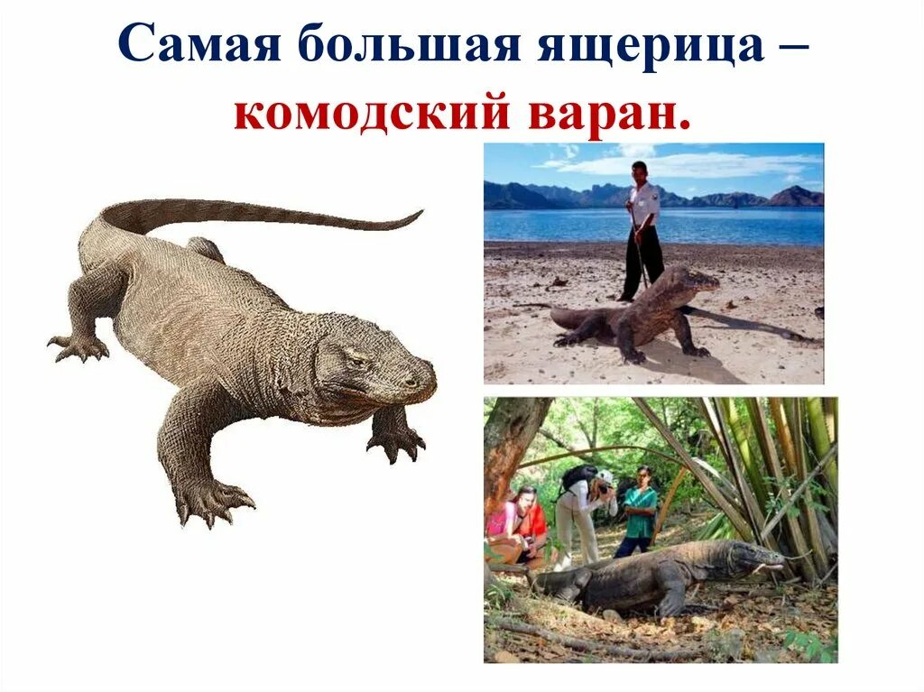 Варан презентация. Доклад о варане. Комодский варан презентация. Варан презентация. Серый варан.