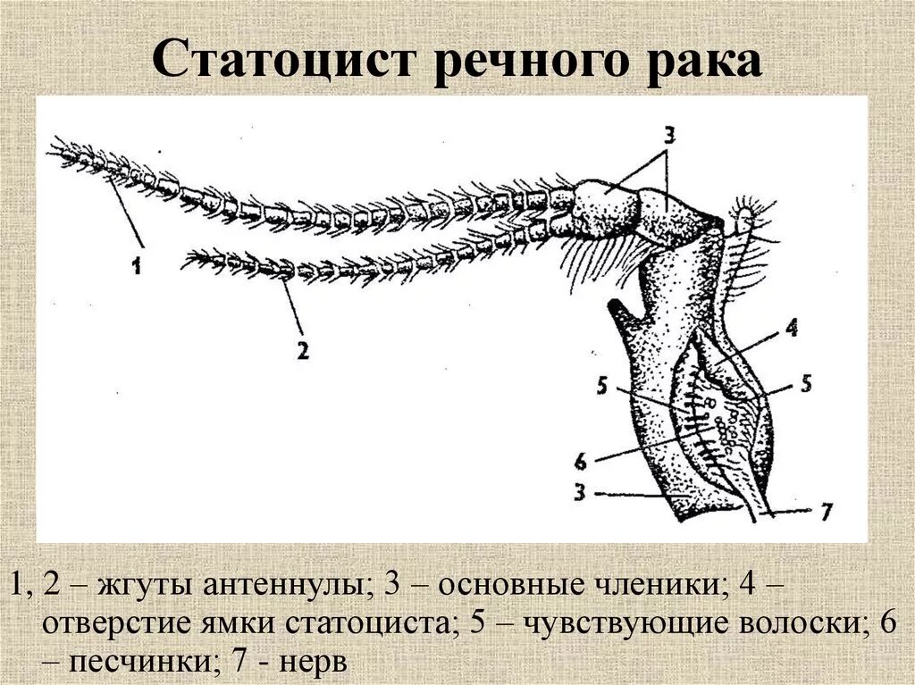 Статоцисты у ракообразных. Органы равновесия статоцисты. Статоцист строение. Статоцисты у насекомых.