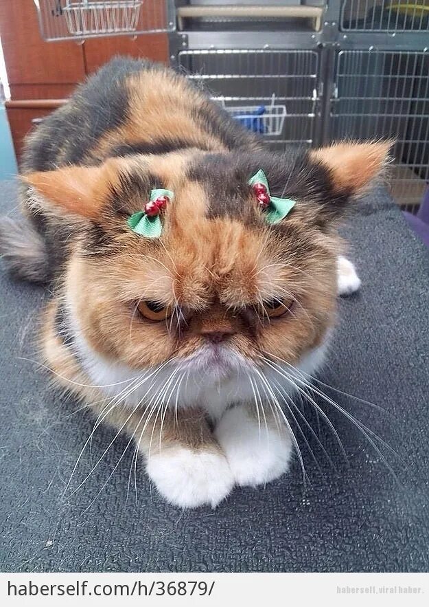 обиженный прикол. обиделся что ли. сердитая девочка. обиженная девочка прикольные. приколы про обиженных.