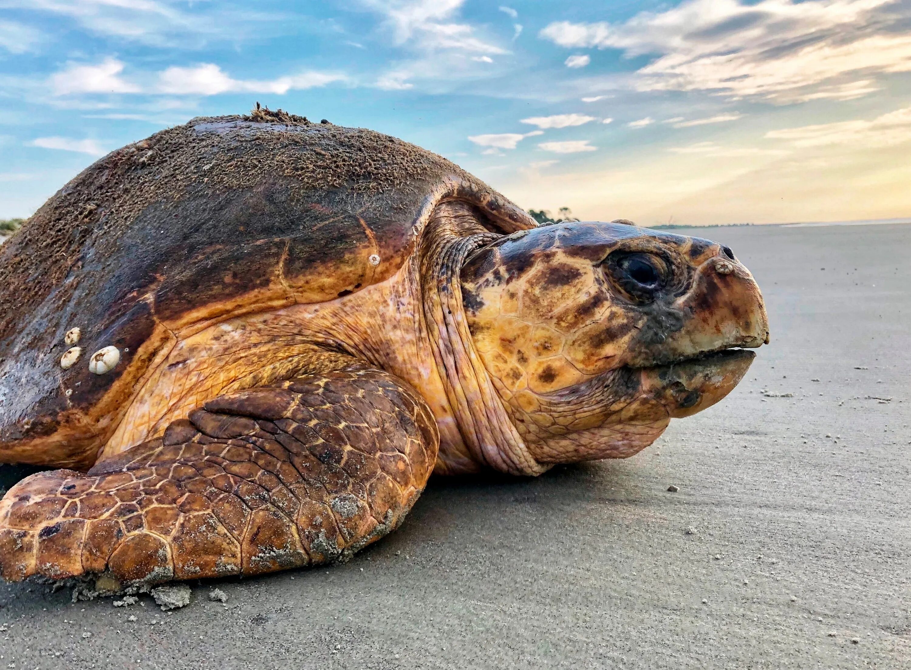 Why are beaches important for the loggerhead