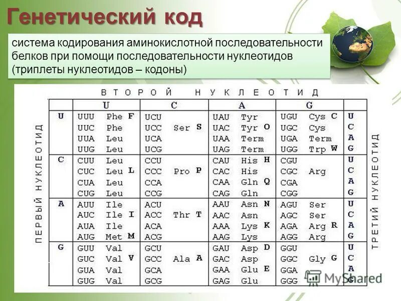 Таблица генетического кода расшифровка. Реализация наследственной информации в клетке генетический код. Таблица генетического кода расшифровка. Универсальная таблица генетического кода. Генетический код таблица генетический.