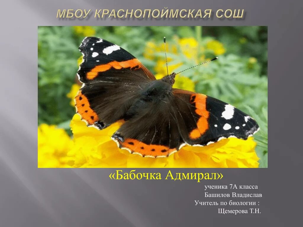 Красный адмирал книга. Проект про красною книгу бабочка адмирал. Характеристика адмирал бабочка. Бабочка адмирал красная книга. Бабочка адмирал красная книга.