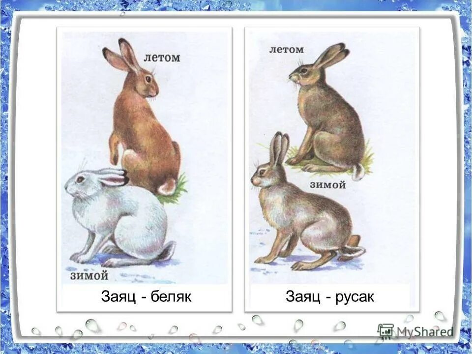 Беляк и русак отличия и сходства. Различия зайца беляка и русака. различие зайцев беляк и русак. разница заяц беляк и заяц русак. заяц-беляк и заяц-русак сходства и различия.