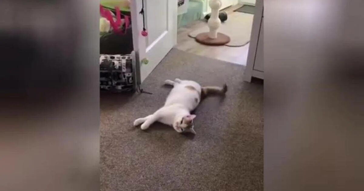 Котенок просыпается гифки. Сон кот упал. Котик упал gif. Кот валяется на полу. Кот распластался.