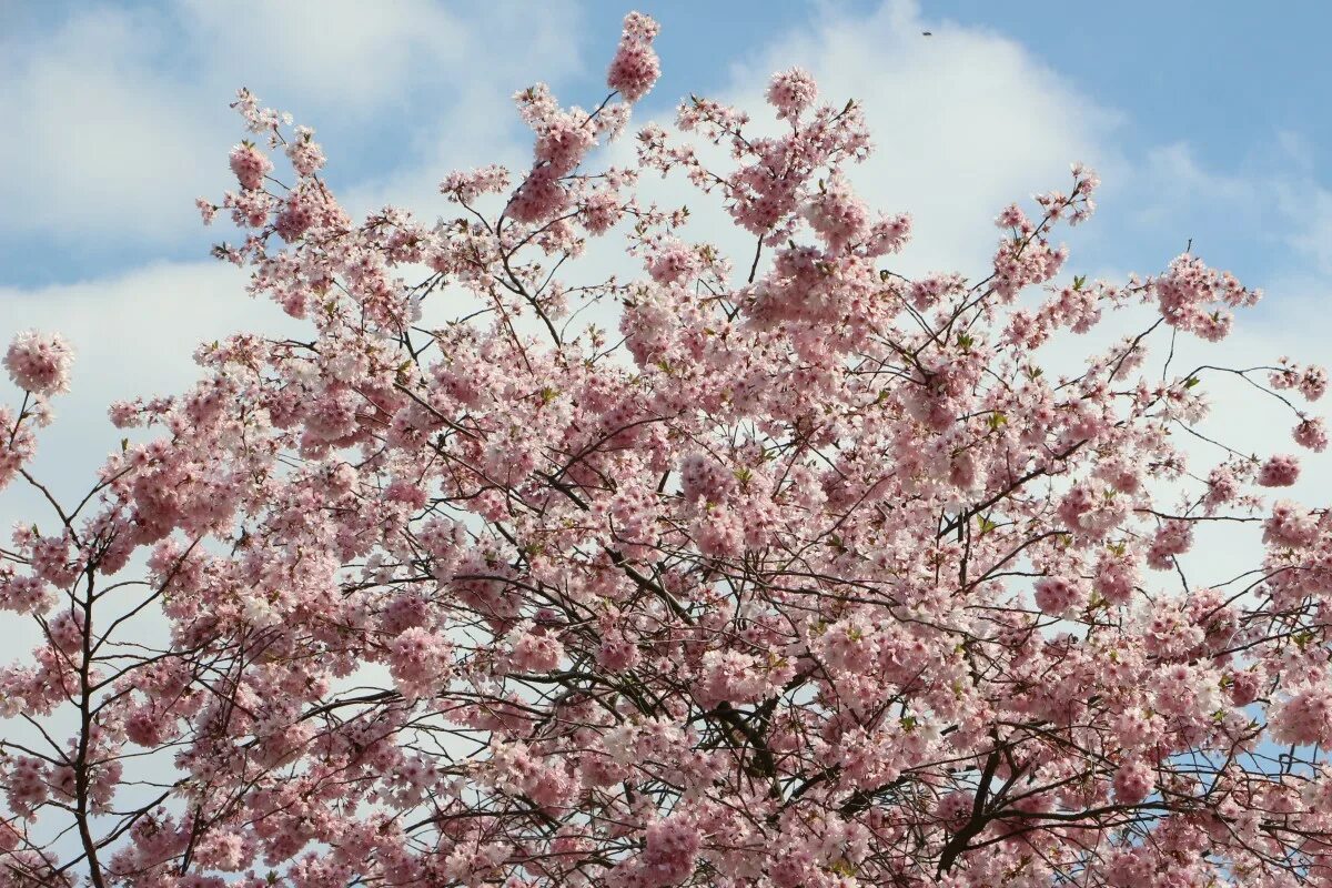 Almond blossom. Кипр цветет миндаль. Цветущий миндаль. Цветение миндаля. Цвет миндаль.