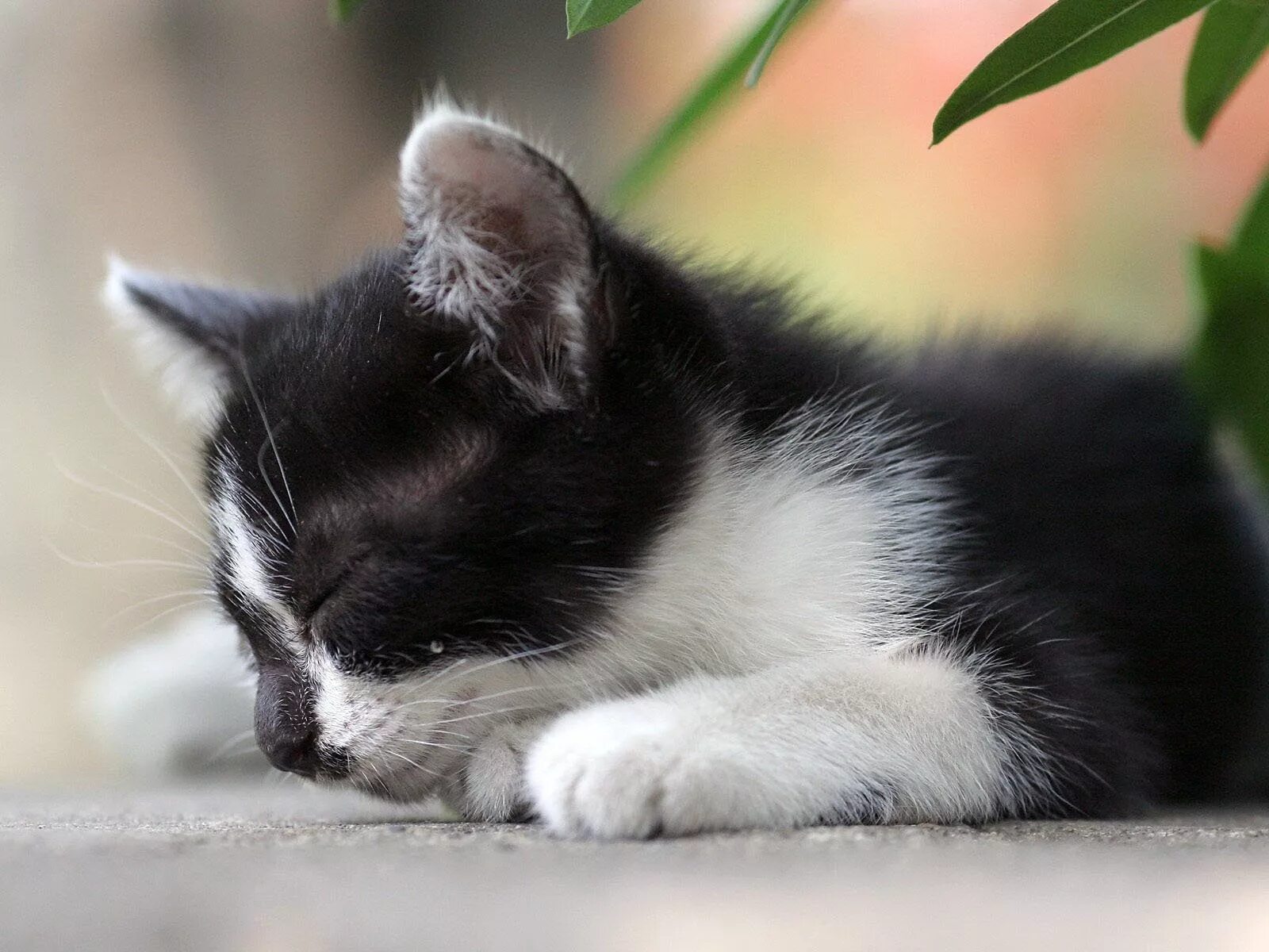 Маленький черный белый котенок. Котенок черно-белый. Котята чёрно белые. Котята черно белые пушистые. Серо-белый котёнок.