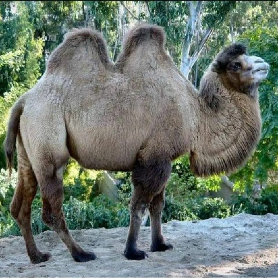 Двугорбый верблюд бактриан. Ревун у верблюда. Гибрид двугорбого и одногорбого верблюда. Верблюд бактриан. Безгорбый верблюд.