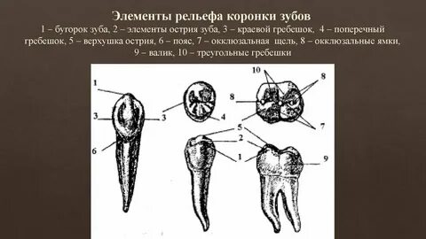 Зуб 2 значения