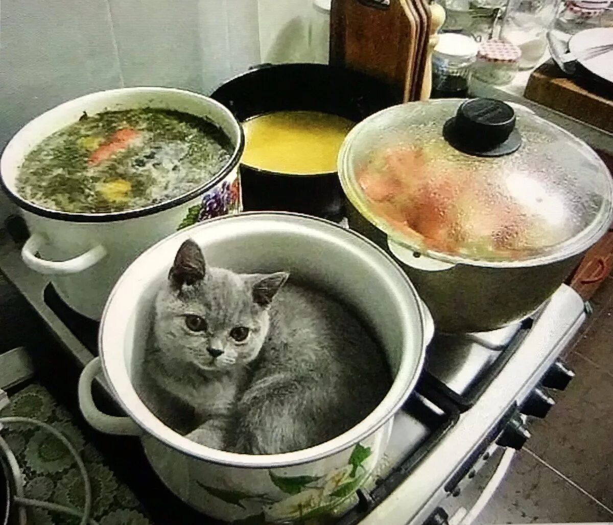 Суп с кортом. Кот в кастрюльке. Кот в кастрюле. Суп с котом. Варят кошек