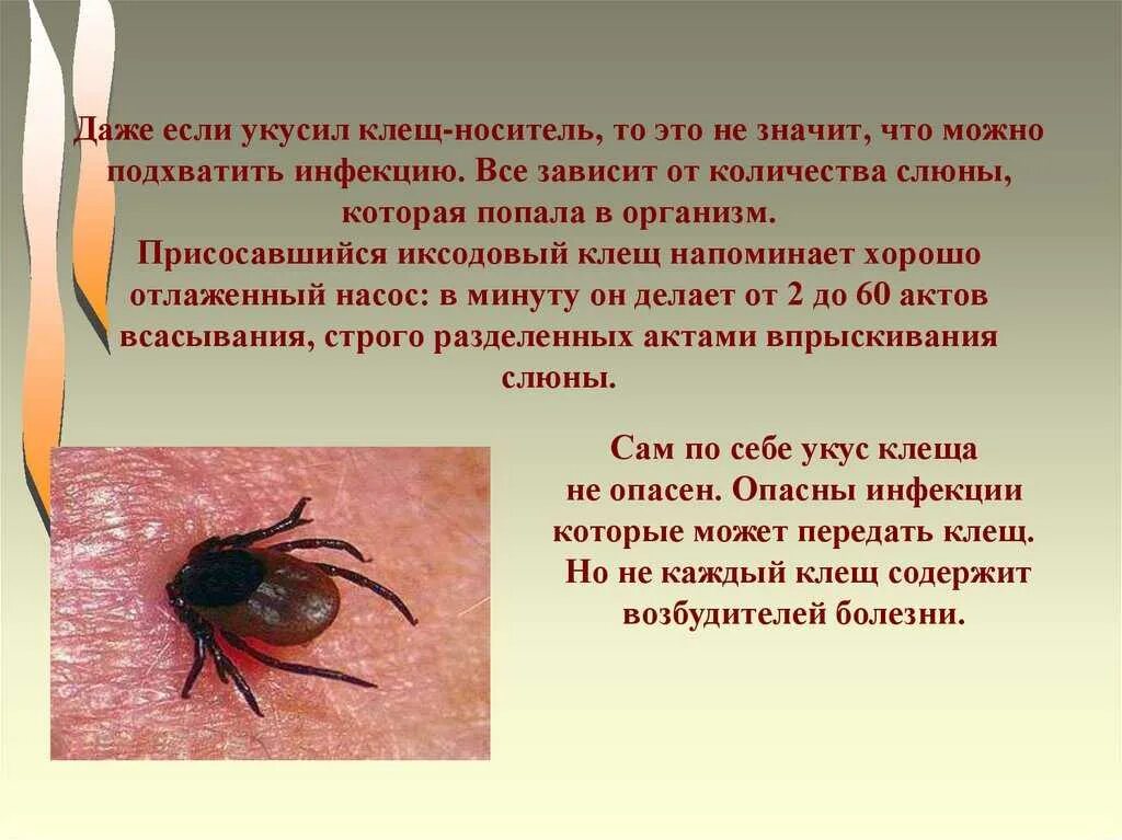 Клещ на человеке что делать. Что делать если укусил клещ человека. Как выглядит укус клеща на 2 день. Симптомы при укусе клеща. Клещ на человеке что делать.