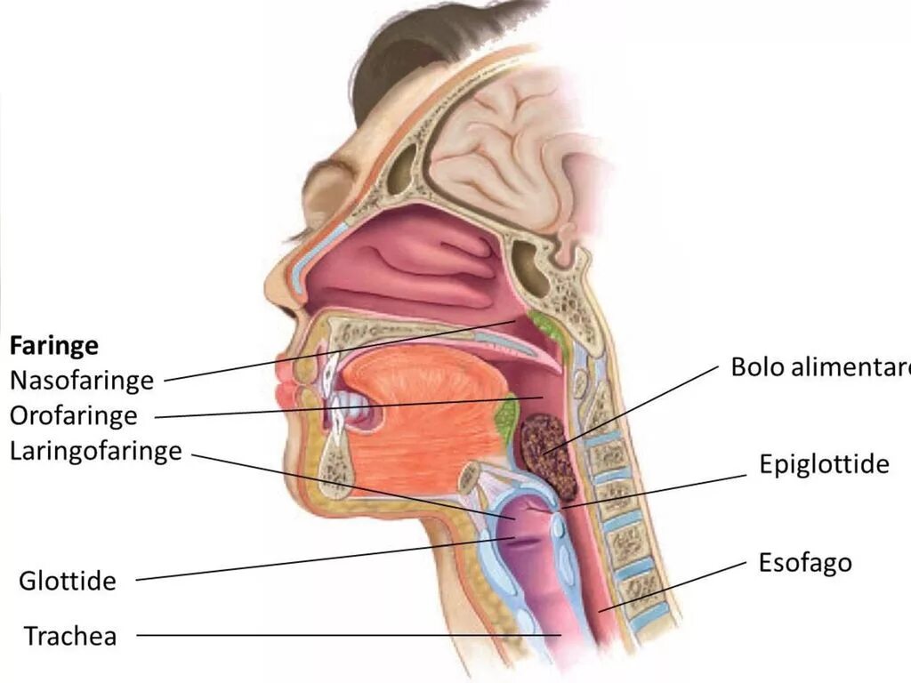 Faringe иконки. Faringele structure. Глоток простой