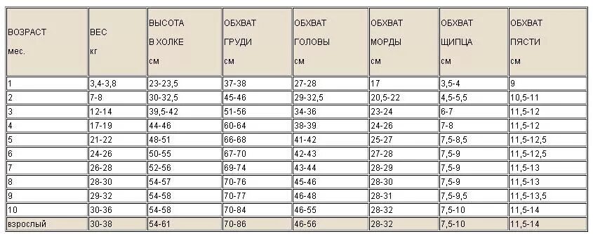 Сколько весит взрослый лабрадор. Вес щенка золотистого ретривера по месяцам таблица. Таблица роста щенка золотистого ретривера. Вес щенка лабрадора по месяцам таблица. Таблица веса и роста лабрадора по месяцам.