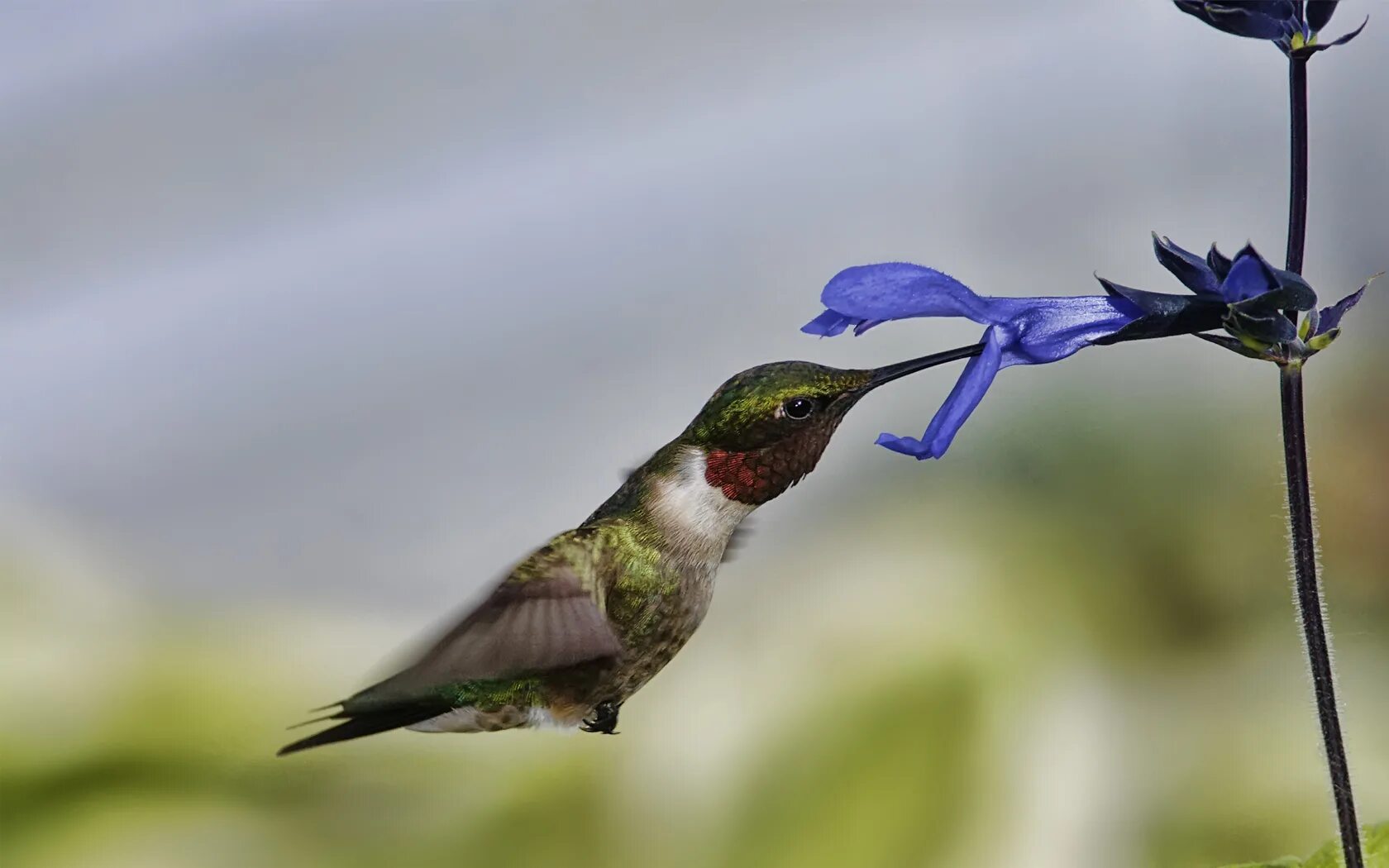 Colibri clean. Орлиноклювый Колибри Шри Ланка. Нектарница птица. Краснозобый Колибри. Колибри Флорида.