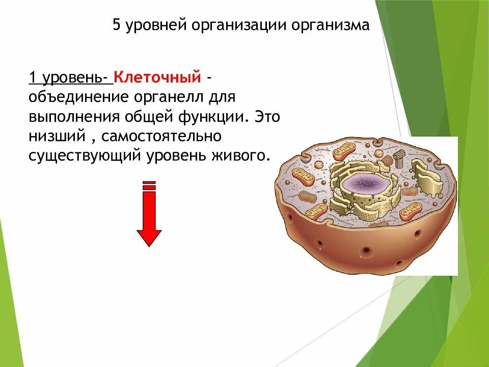 Курсы анатомия физиология и гигиена. Возрастная анатомия физиология и гигиена. уровни организации анатомия. возрастная анатомия человека. уровни организации организма человека анатомия.