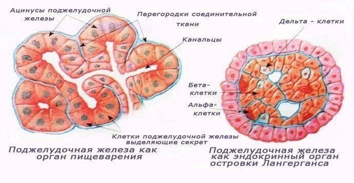 Эндокринные клетки островков лангерганса. Ацинус экзокринной части поджелудочной железы. Строение эндокринной части поджелудочной железы. Строение эндокринного отдела поджелудочной железы. Ацинус поджелудочной железы строение.