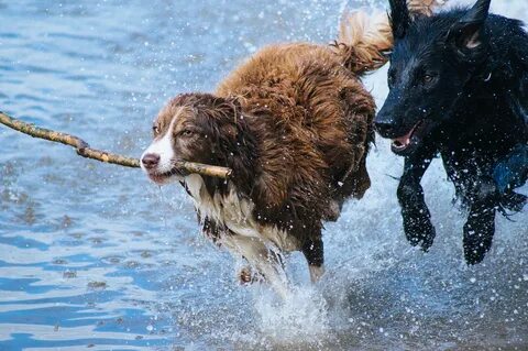 Loyal dogs
