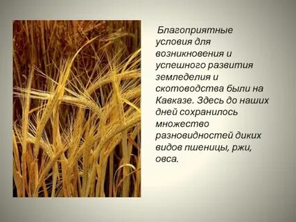 Озимые и яровые