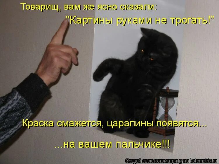 Кот переигрывает. Где нельзя гладить кота. Как правильно гладить котенка. Где можно гладить кошта. Щупать кота.