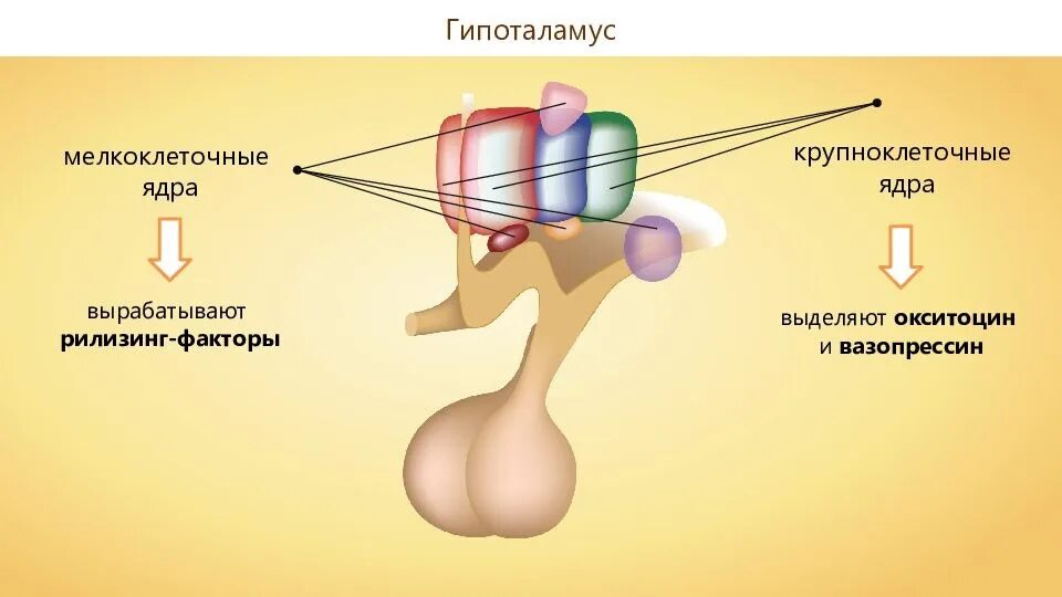 Гормоны гипофиза окситоцин. Гормоны мелкоклеточных ядер гипоталамуса. Ядра переднего гипоталамуса. Гипоталамус гипофиз ЕГЭ. Аркуатном ядре гипоталамуса.